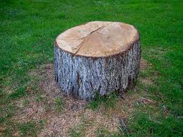 How Our Tree Care Process Works  in  Tri City, OR