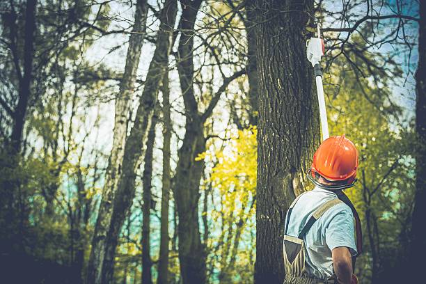 Trusted Tri City, OR Tree Care Experts